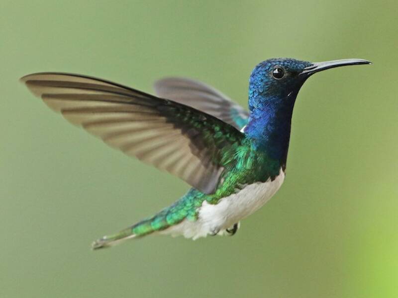 White-necked Jacobin, 照片 3