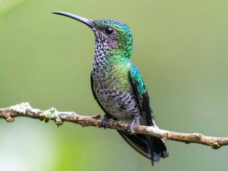 White-necked Jacobin (Florisuga mellivora)