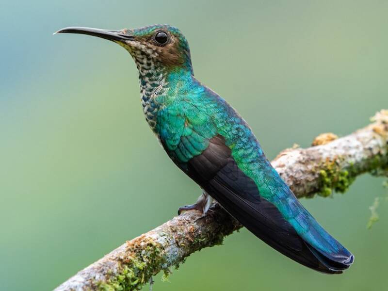White-necked Jacobin, 照片 2