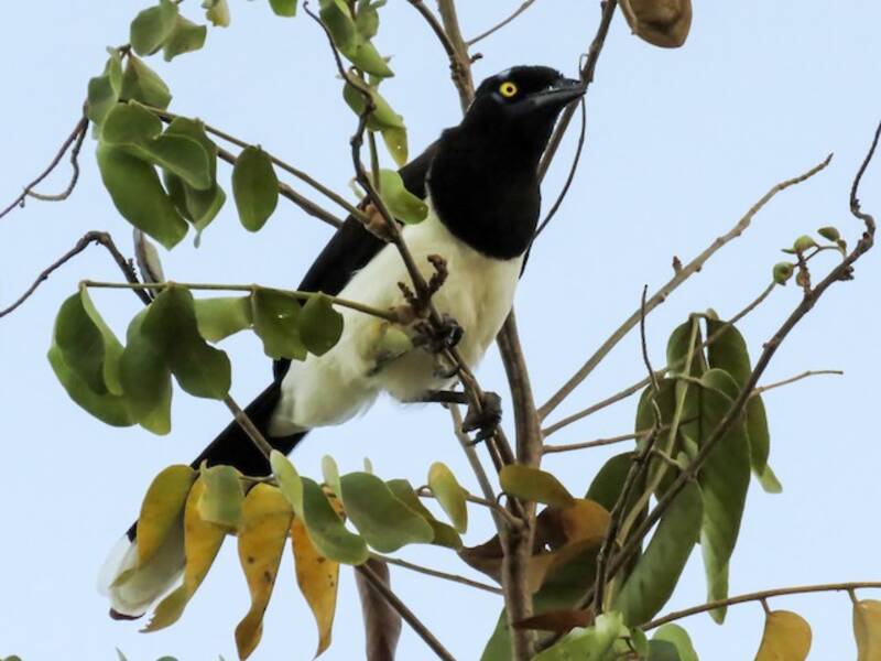 Ghiandaia nucabianca, Foto 2