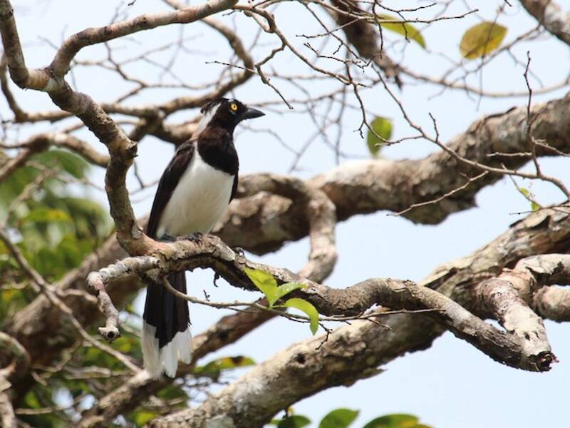 White-naped Jay