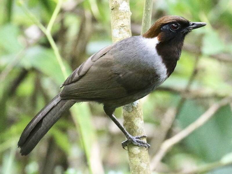 White-necked Laughingthrush, 照片 3