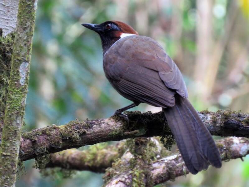 White-necked Laughingthrush, 照片 2