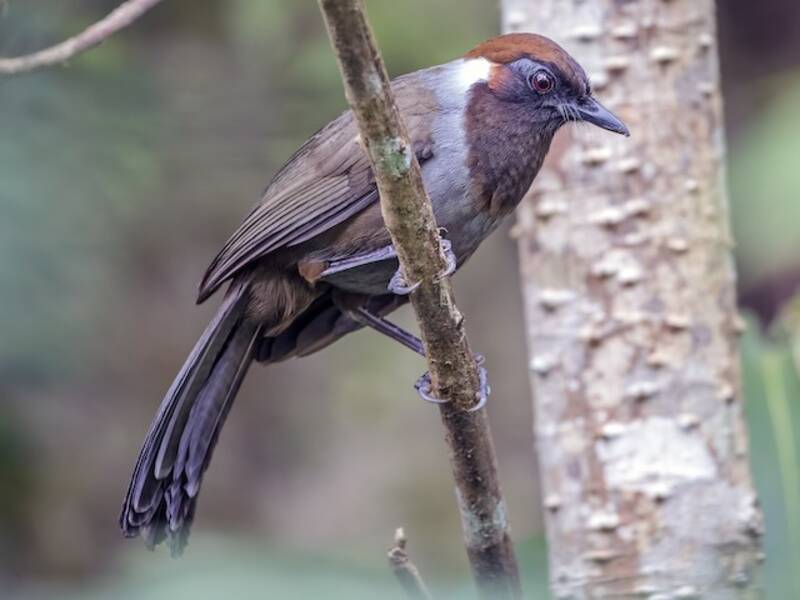 White-necked Laughingthrush, 照片 4