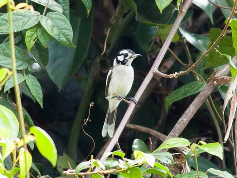 Monarca nucabianca, Foto 4