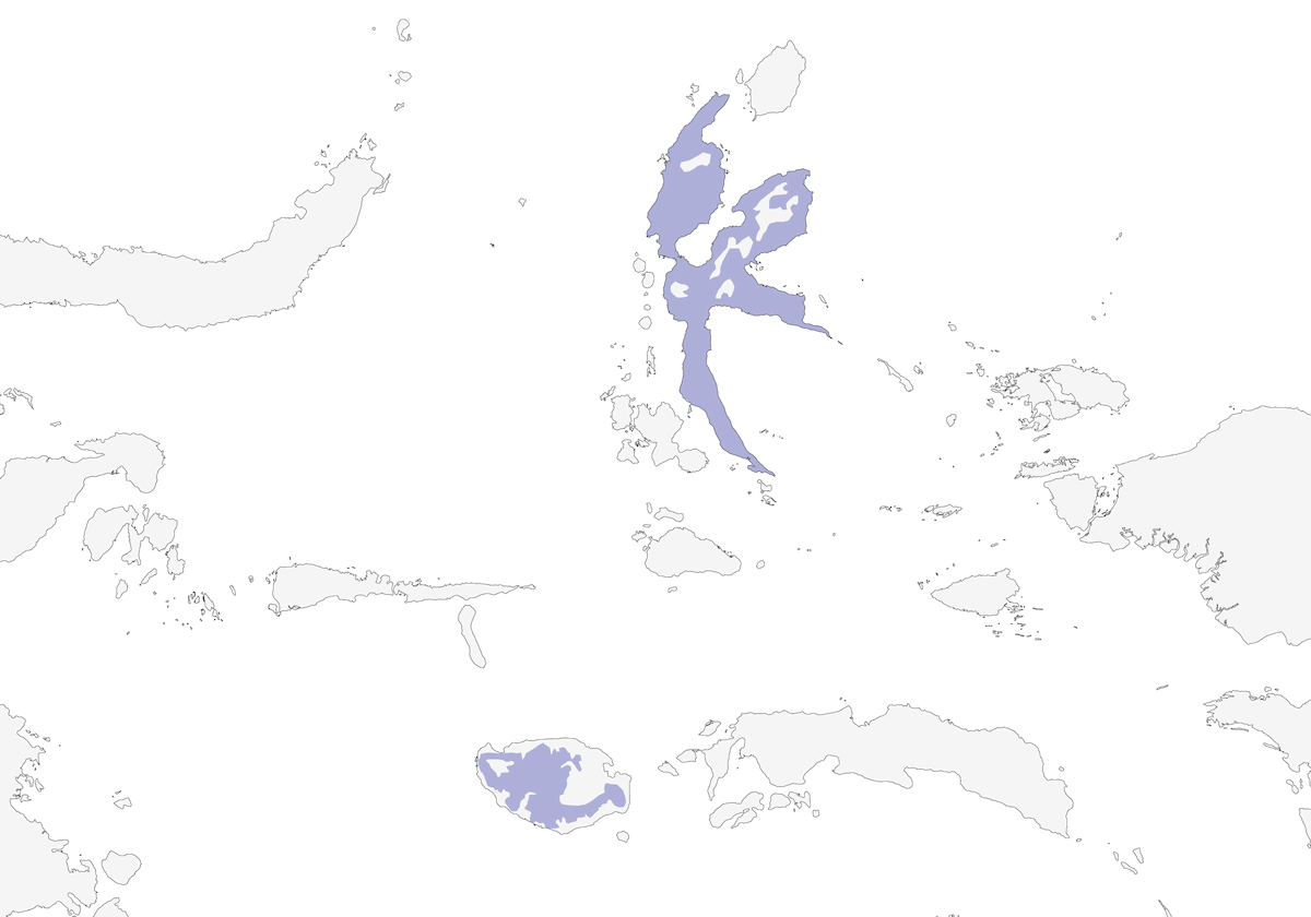 Monarca nucabianca, Distribuzione 1
