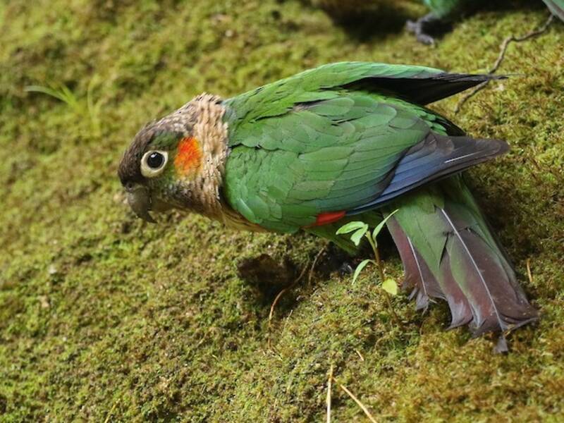 White-necked Parakeet