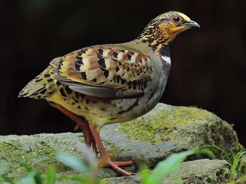 White-necklaced Partridge, 照片 4