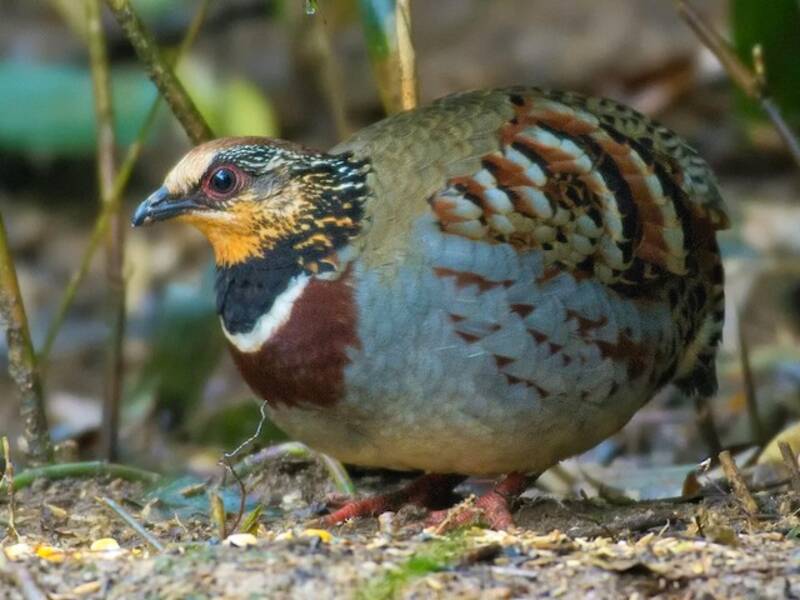 White-necklaced Partridge, 照片 3
