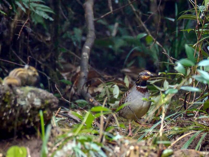 White-necklaced Partridge, 照片 2