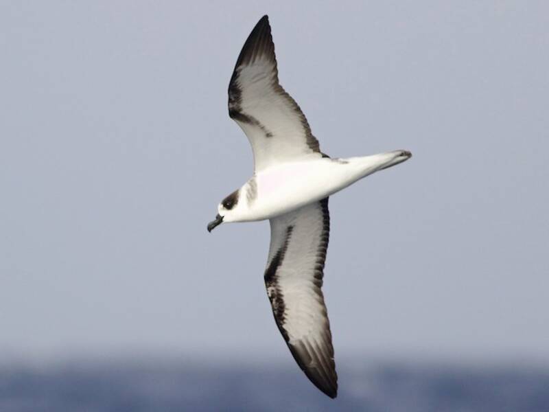 White-necked Petrel, Photos 3