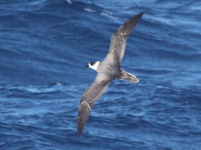 White-necked Petrel, Photos 4
