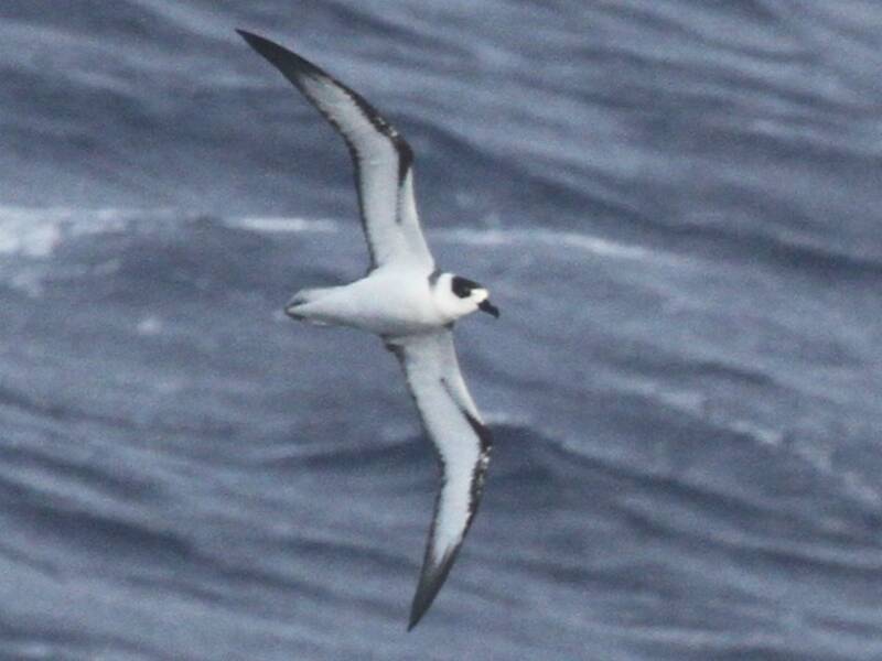 White-necked Petrel