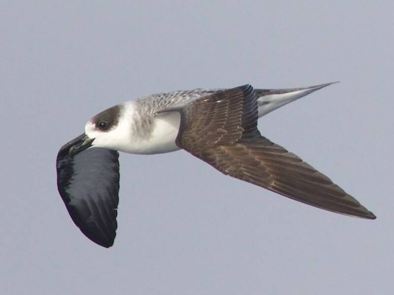 White-necked Petrel, Photos 2