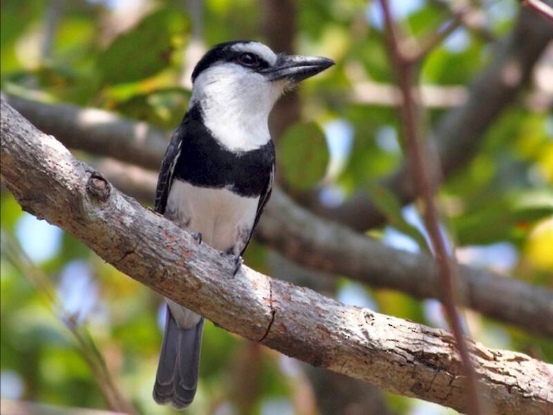 White-necked Puffbird