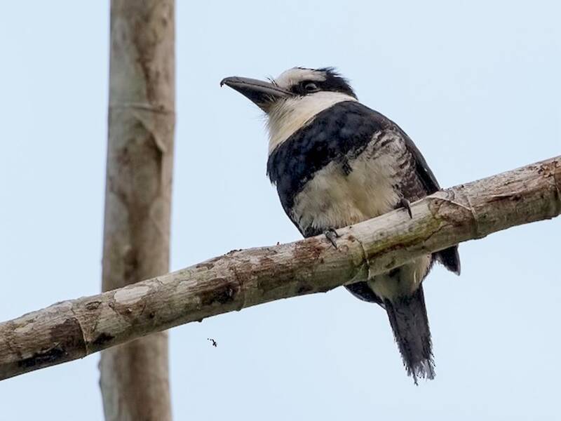 White-necked Puffbird, 照片 2