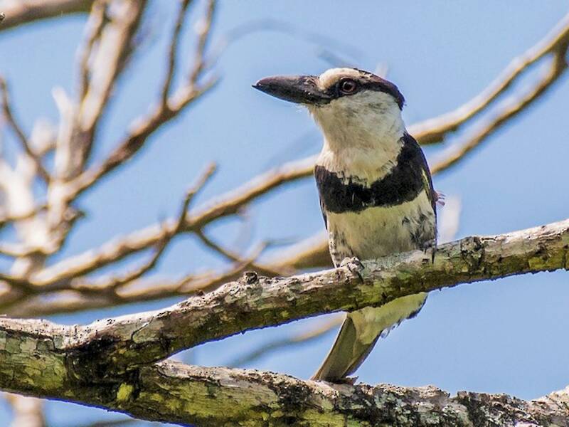 White-necked Puffbird, 照片 3