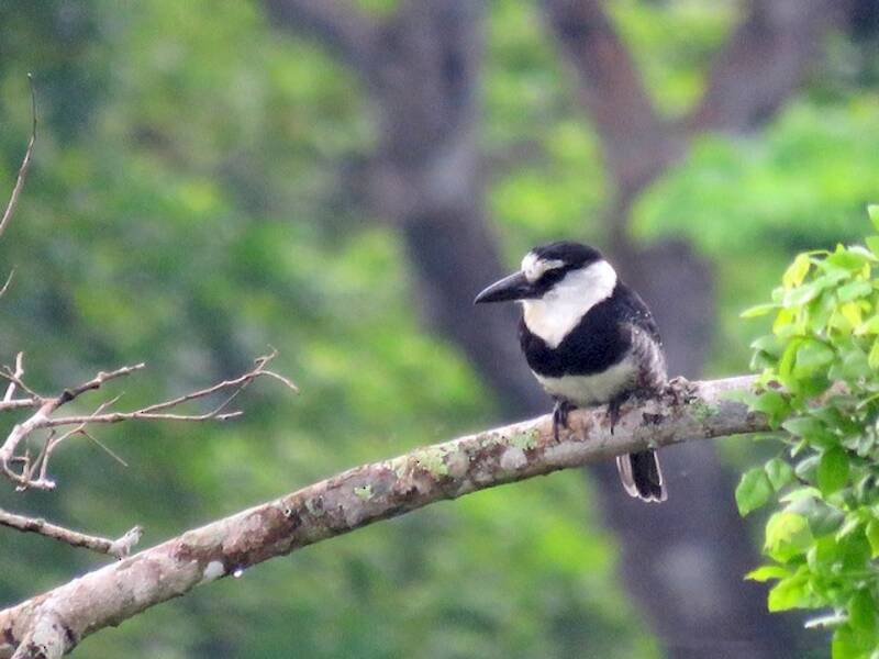 White-necked Puffbird, 照片 4