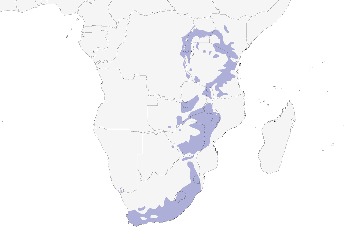 Corvo collobianco, Distribuzione 1