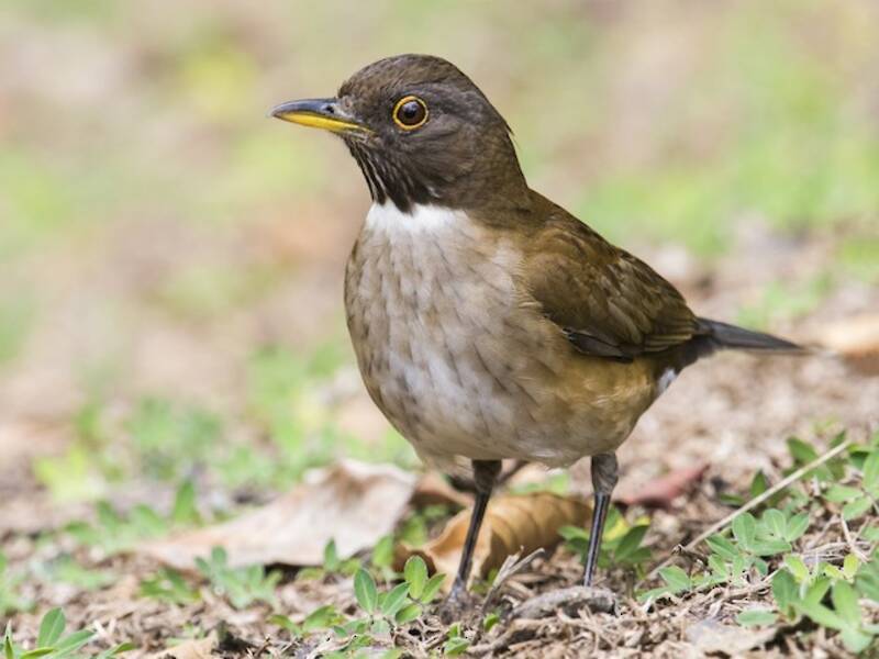 White-necked Thrush
