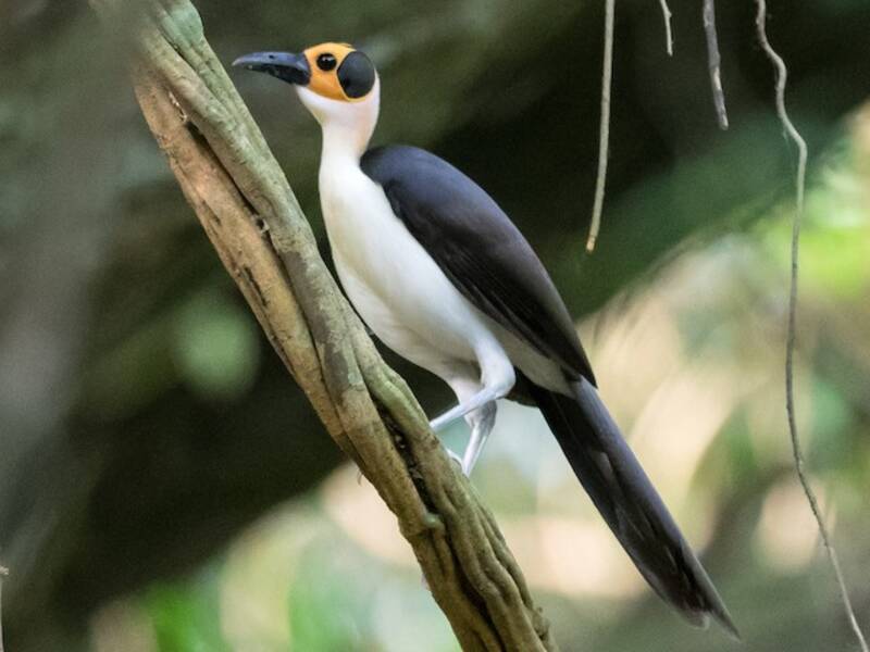 White-necked Rockfowl (Picathartes gymnocephalus)