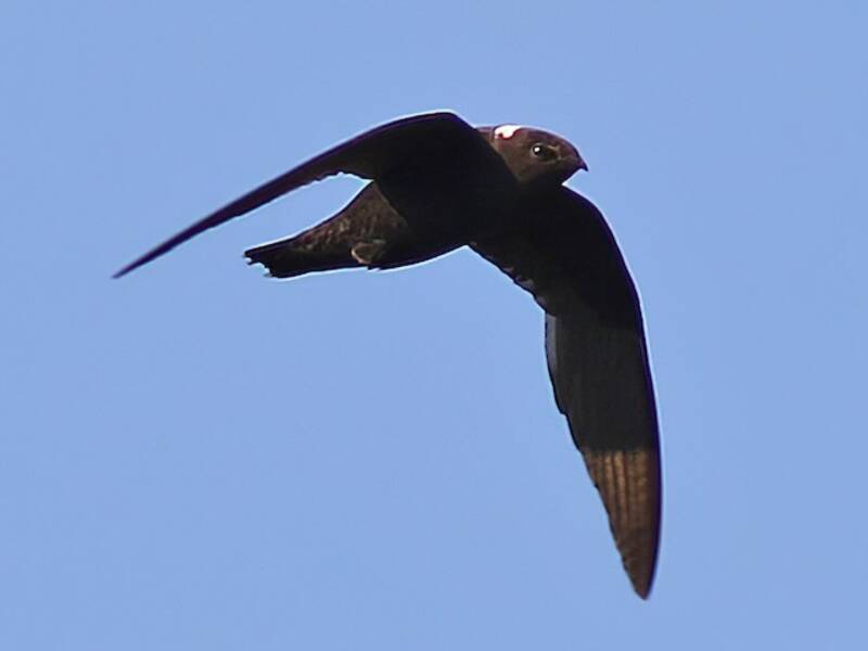 White-naped Swift, 照片 2