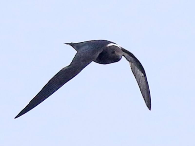 White-naped Swift, 照片 3