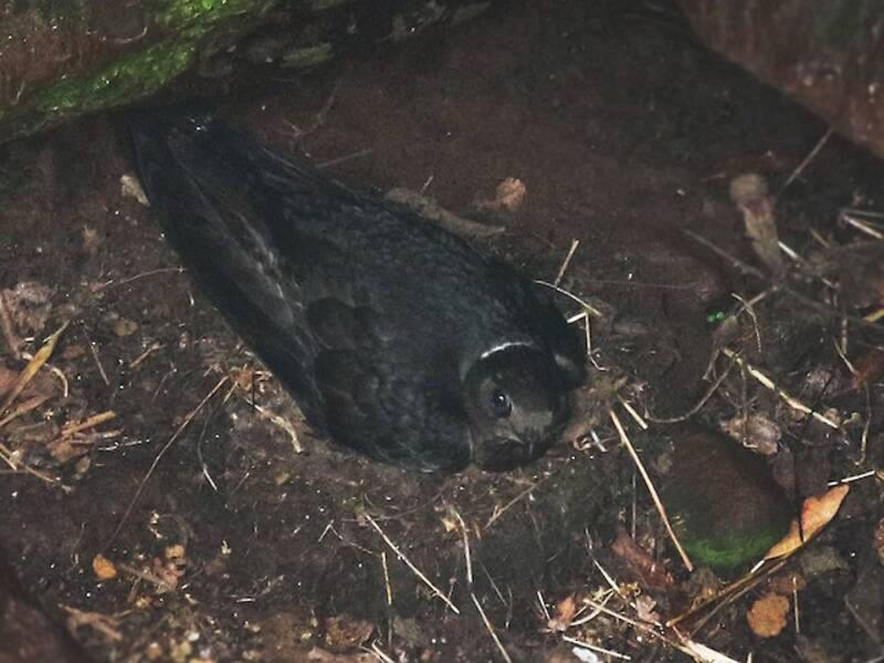 White-naped Swift, 照片 4