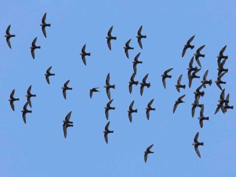 White-naped Swift