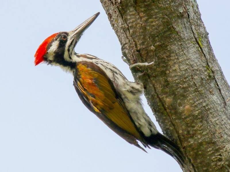 White-naped Woodpecker, Photos 2