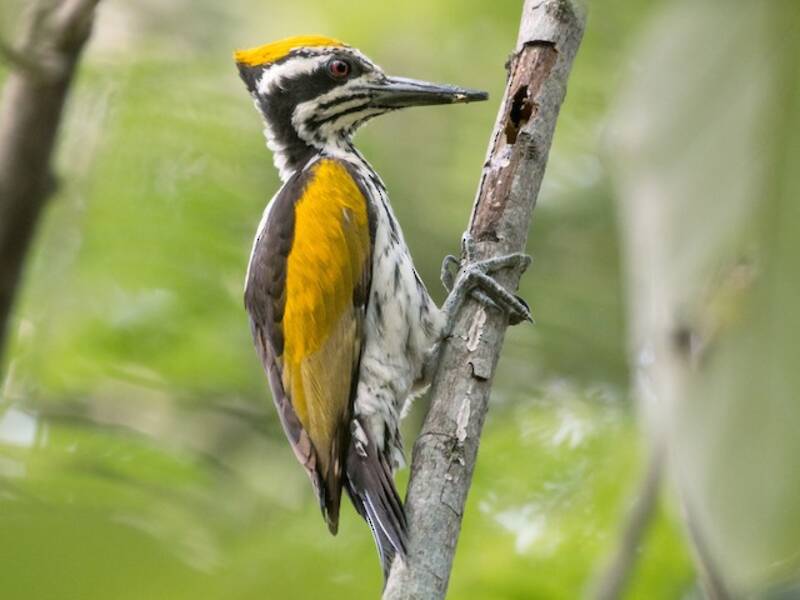 White-naped Woodpecker, Photos 3