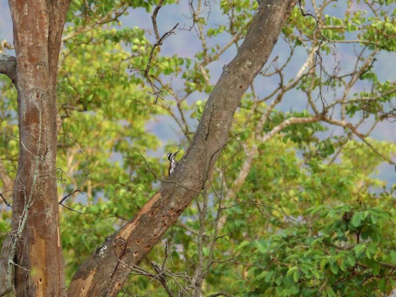 White-naped Woodpecker, Photos 4