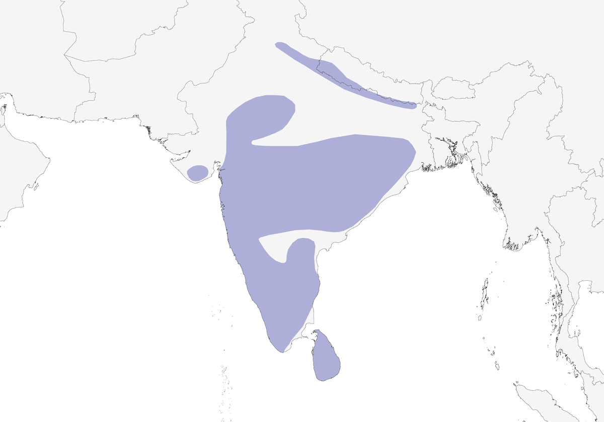 White-naped Woodpecker, Distribution 1