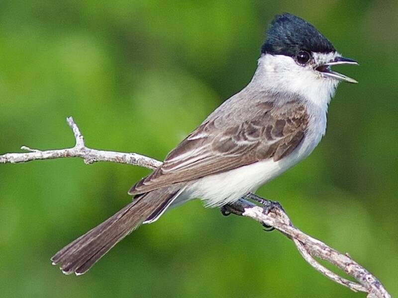 White-naped Xenopsaris (Xenopsaris albinucha)