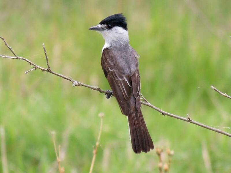 Weißnacken-Schildtyrann, Fotos 2