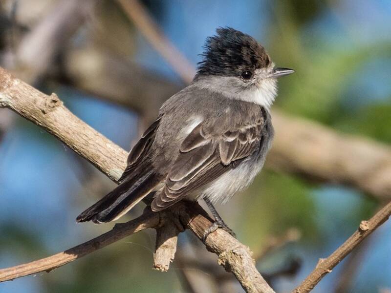 Weißnacken-Schildtyrann, Fotos 3