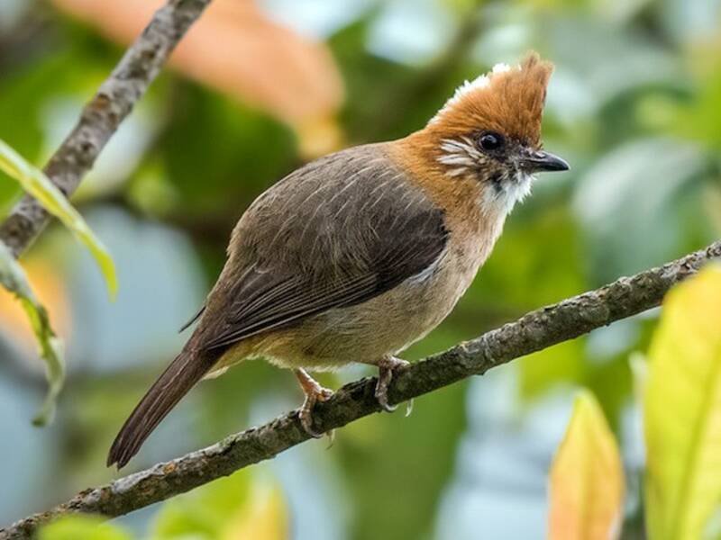 Yuhina de Baker