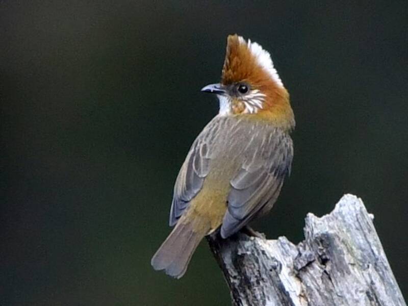 White-naped Yuhina, Photos 2