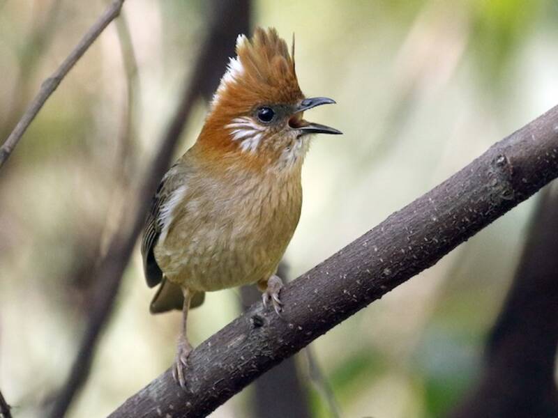 White-naped Yuhina, Photos 3