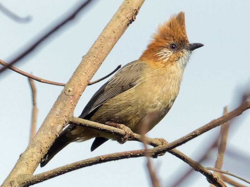 White-naped Yuhina, Photos 4