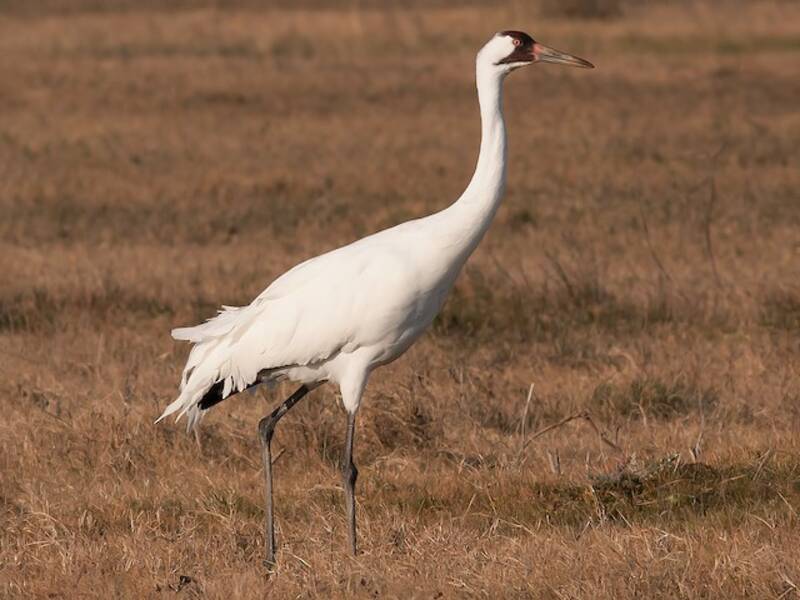 Grue blanche, Photos 2