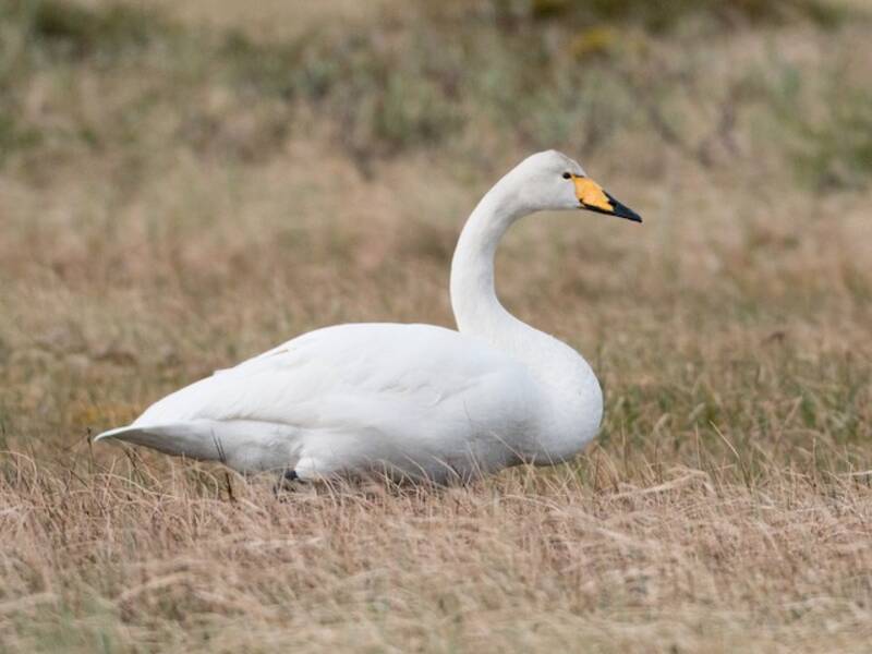 Singschwan, Fotos 3