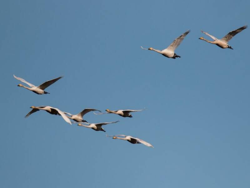 Whooper Swan