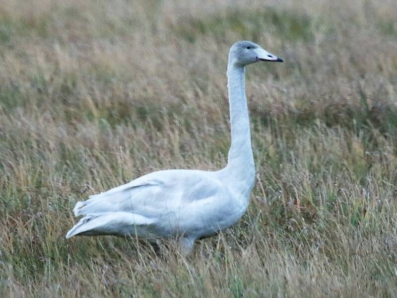 Singschwan, Fotos 4