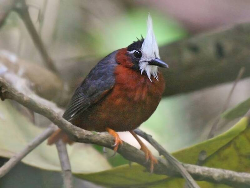 Weißhauben-Ameisenvogel, Fotos 4
