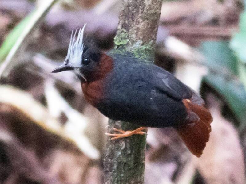 Weißhauben-Ameisenvogel, Fotos 3