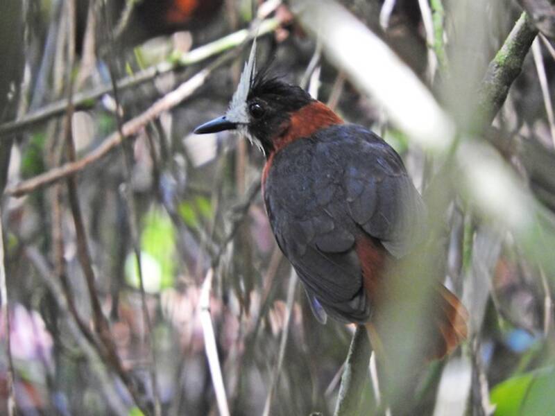 Weißhauben-Ameisenvogel, Fotos 2