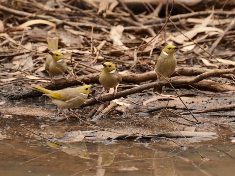 White-plumed Honeyeater (Ptilotula penicillata)