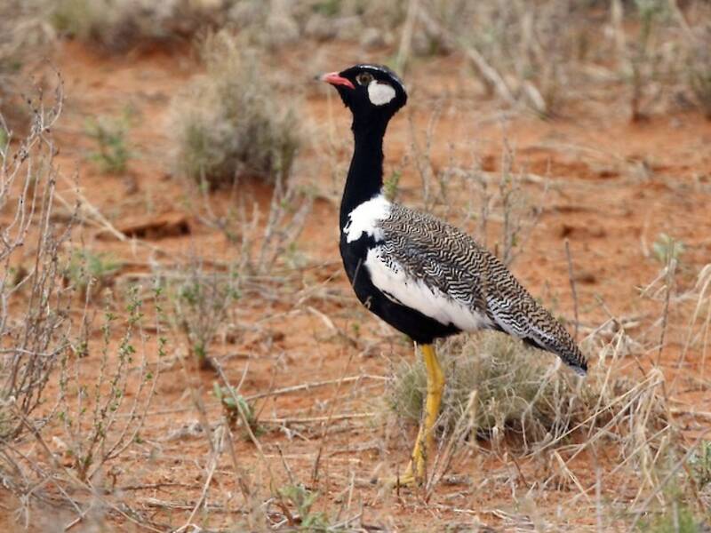 White-quilled Bustard