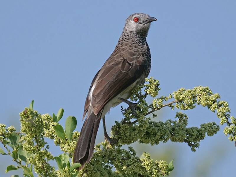 White-rumped Babbler, Photos 3